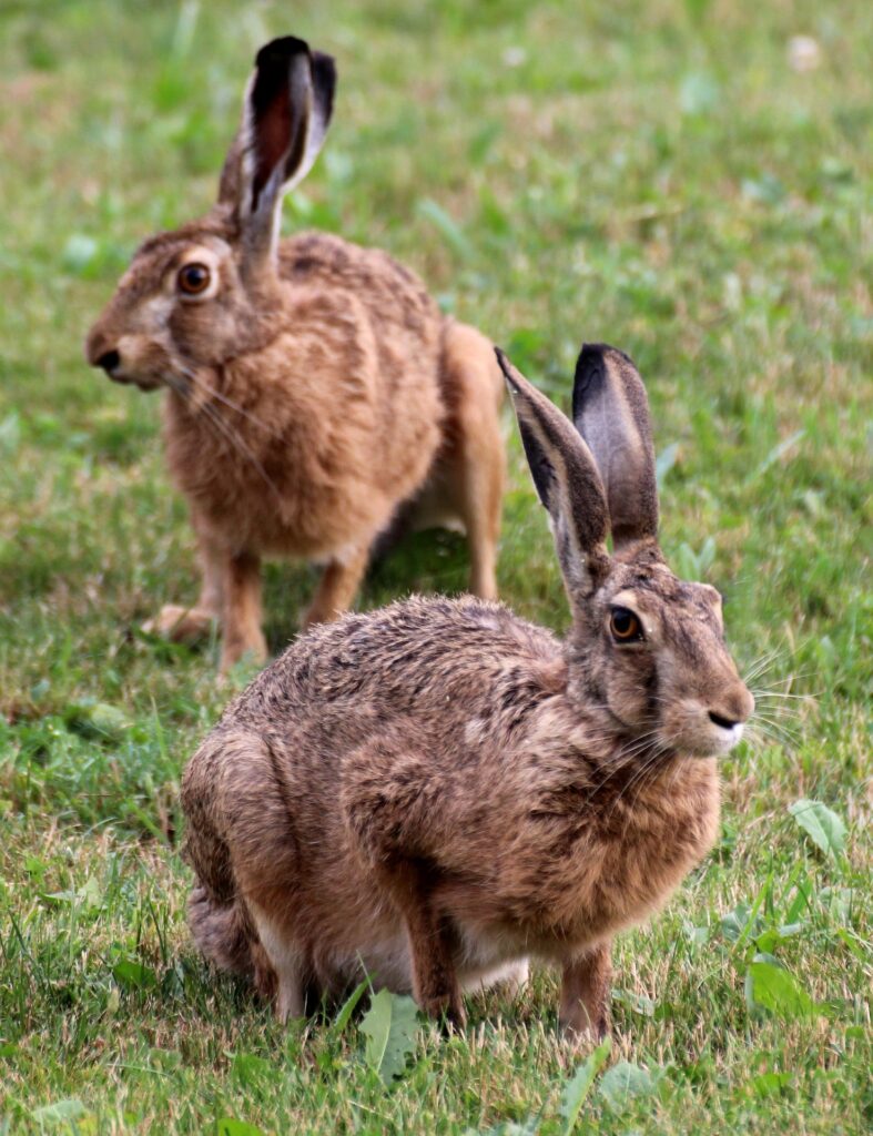 「心に響く英語ことわざ（81）If you run after two hares you will catch neither. 二兎を追う者は一兎をも得ず」を英音研公式ブログに投稿