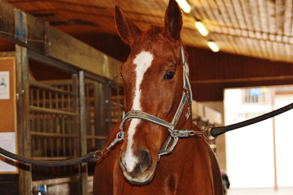 「心に響く英語ことわざ（93）It is too late to lock the stable when the horse has been stolen. 馬が盗まれてから馬小屋に鍵をおろしても遅すぎる」を英音研公式ブログに投稿