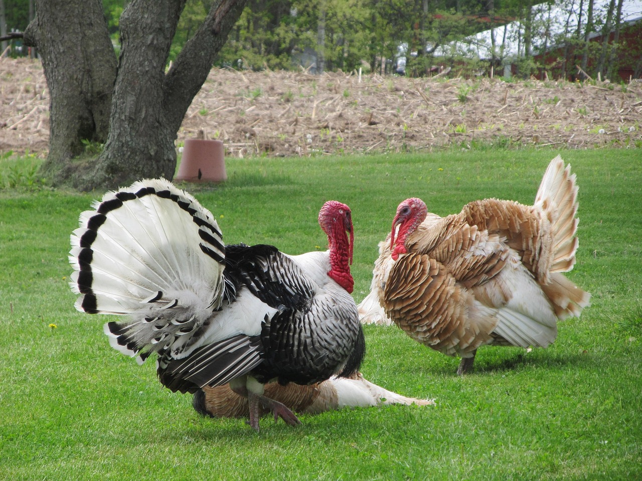 「Bing AIチャットにアメリカでのThanksgiving Day（感謝祭）の過ごし方について聞いてみた」を英音研公式ブログに投稿