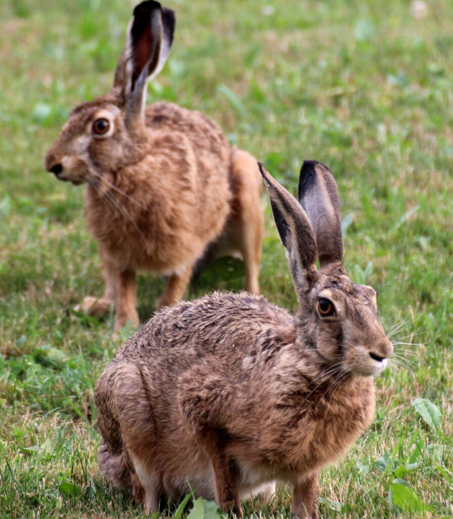 心に響く英語ことわざ（81）If you run after two hares you will catch neither. 二兎を追う者は一兎をも得ず