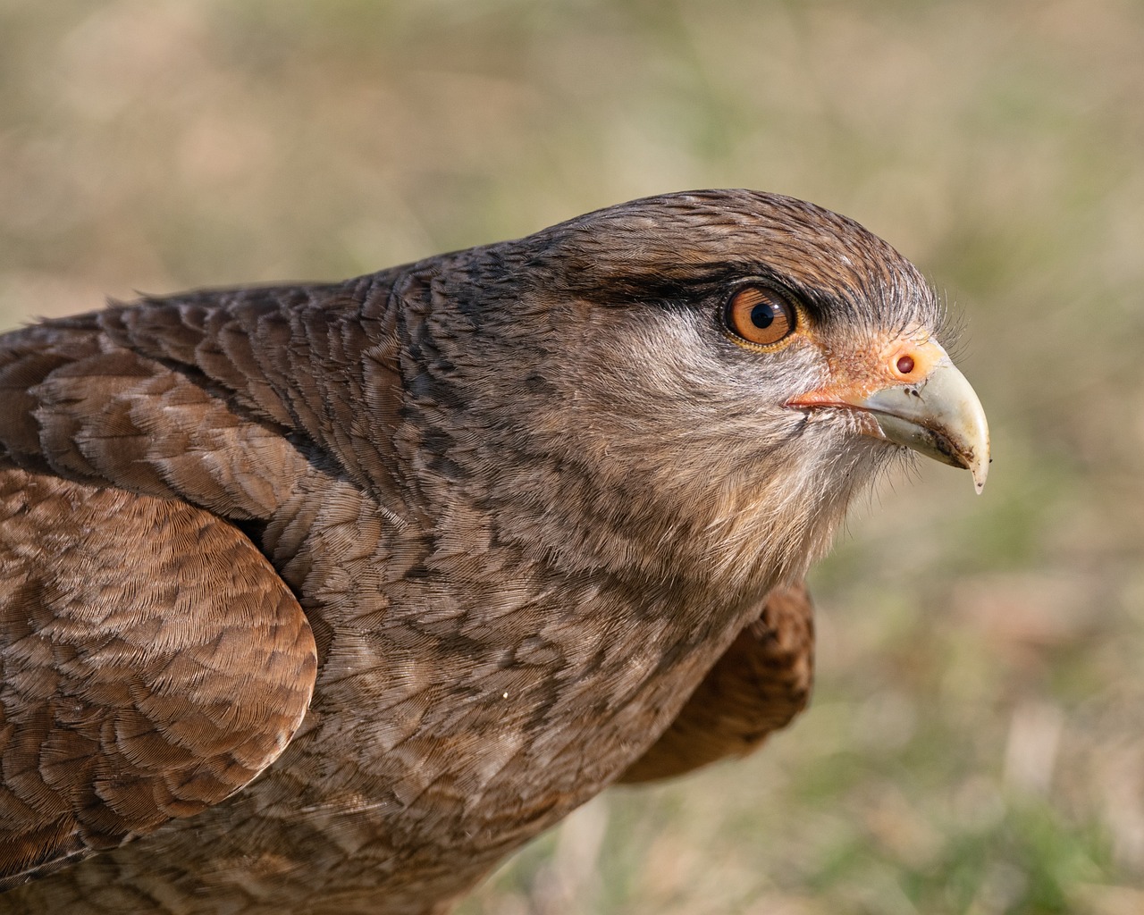 心に響く英語ことわざ（213）Clever hawks conceal their claws. 能ある鷹は爪を隠す